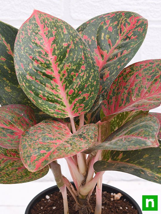 Aglaonema widuri, Aglaonema Red Peacock - Plant - Image 5