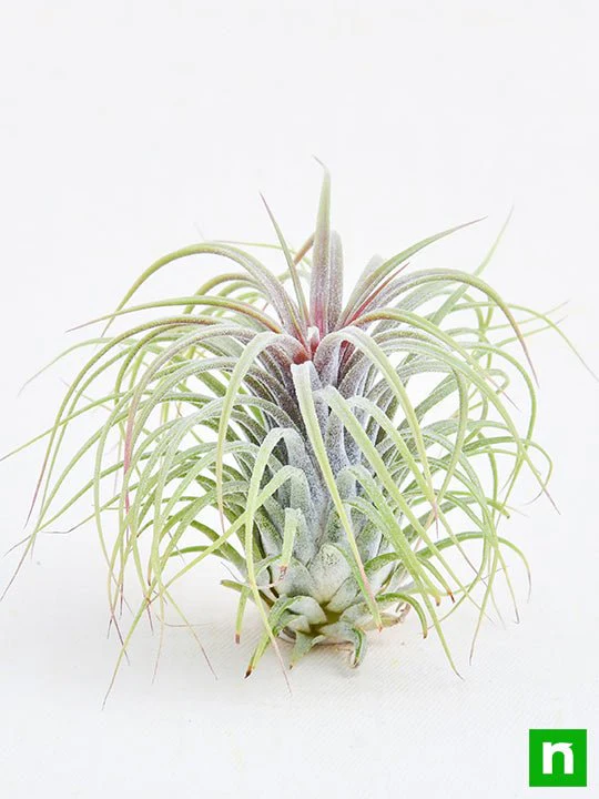 Air Plant, Tillandsia ionantha Guatemala (Large) - Plant - Image 2