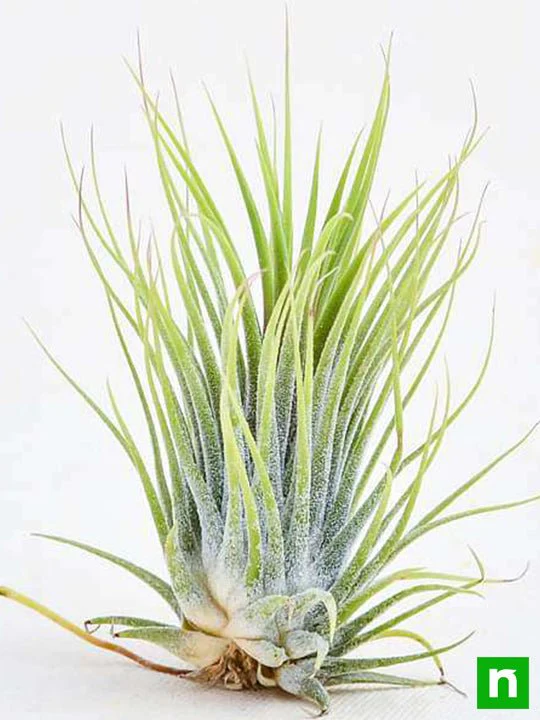Air Plant, Tillandsia ionantha Guatemala (Medium) - Plant - Image 2
