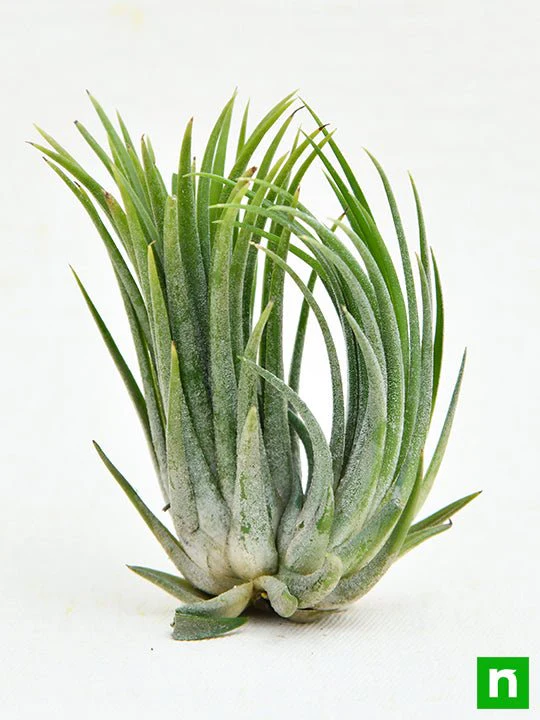 Air Plant, Tillandsia ionantha var. ionantha - Plant - Image 3