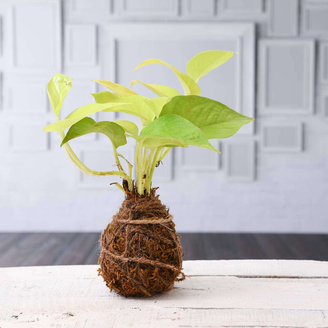 Air Purifier Golden Money Plant Moss Ball - Kokedama - Image 2