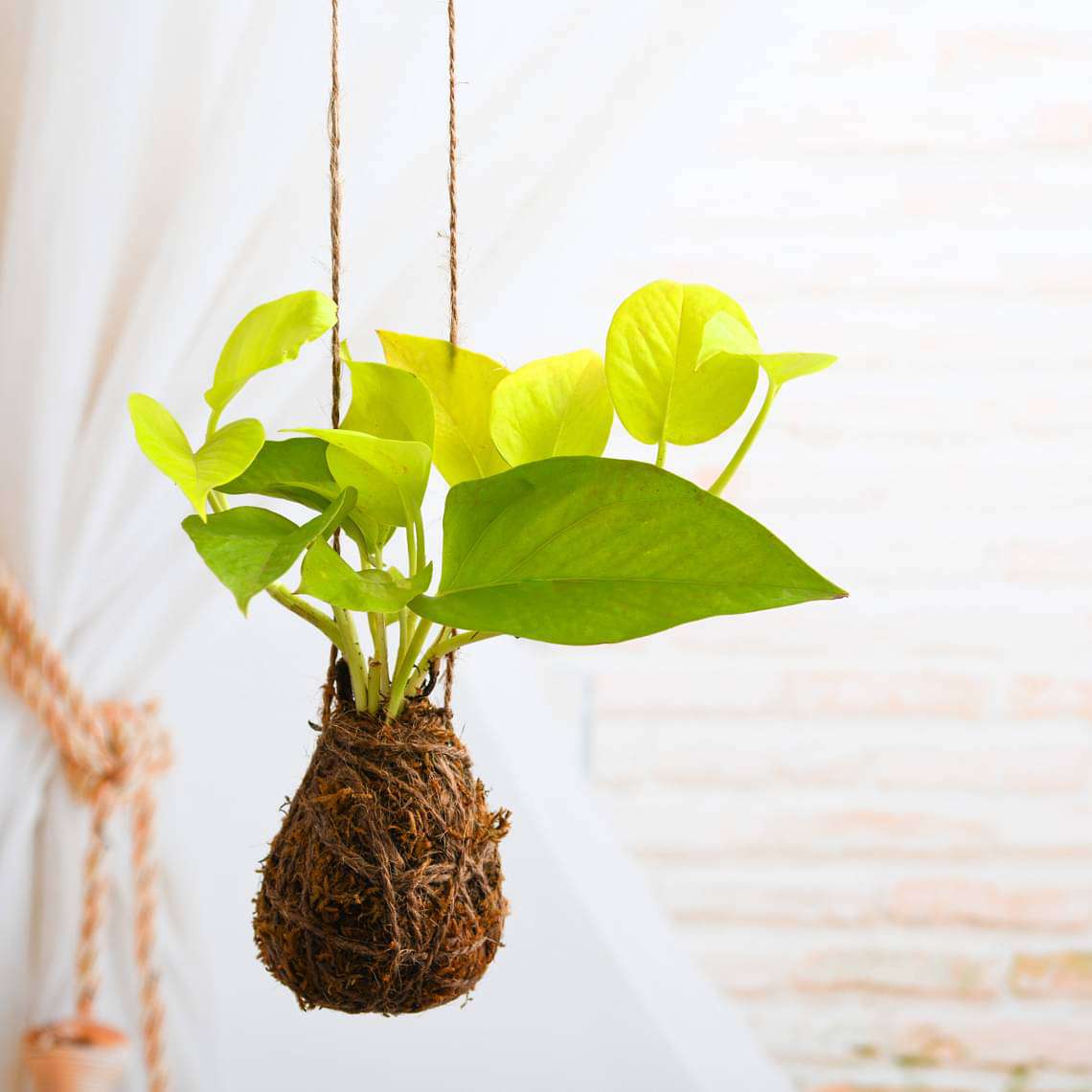 Air Purifier Golden Money Plant Moss Ball - Kokedama - Image 3
