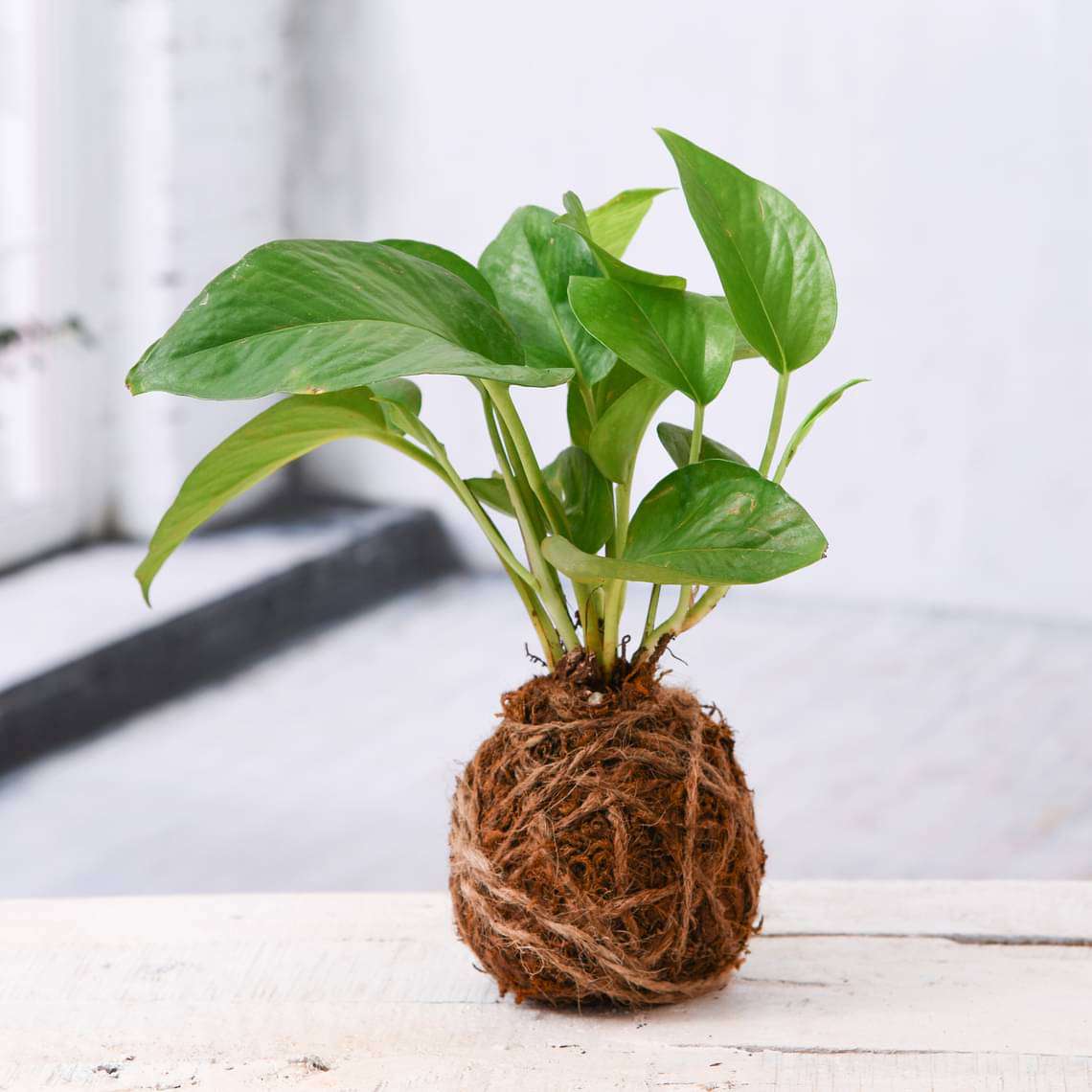 Air Purifier Green Money Plant Moss Ball - Kokedama - Image 2