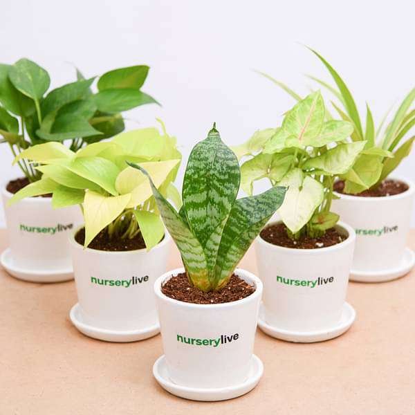 Air Purifier Plants in Ceramic Pot - Corporate Gift (set of 30) - Image 3