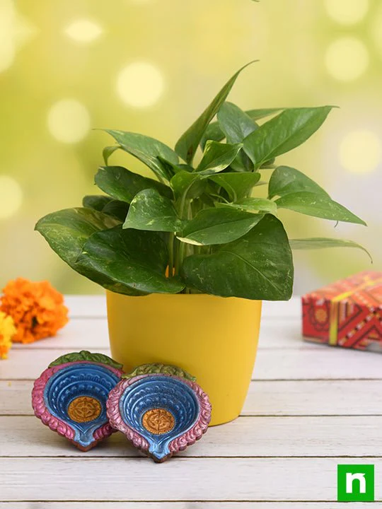 Air Purifying Green Money Plant for Clean Diwali - Gift Plant - Image 2
