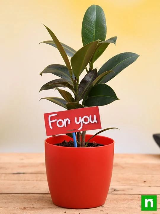Air Purifying Rubber Plant For You - Gift Plant - Image 2