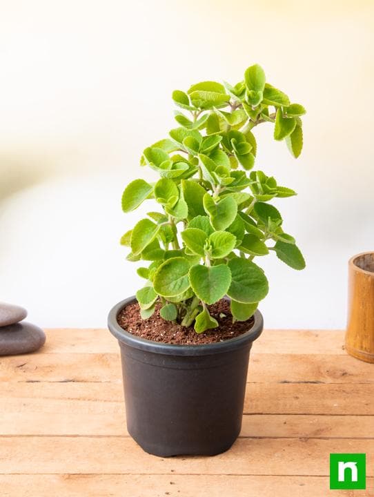 Mexican mint, Patharchur, Ajwain Leaves - Plant - Image 2