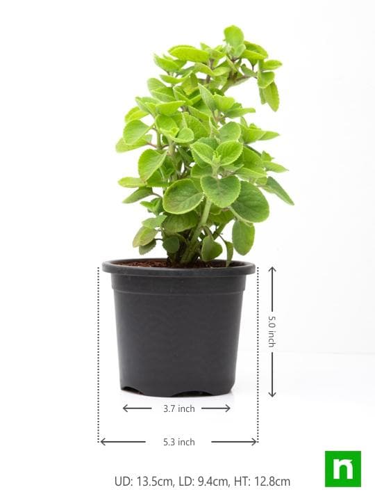 Mexican mint, Patharchur, Ajwain Leaves - Plant - Image 3
