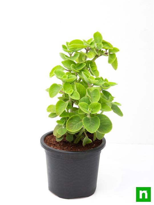 Mexican mint, Patharchur, Ajwain Leaves - Plant - Image 4