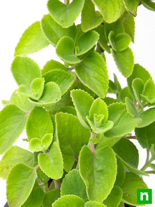 Mexican mint, Patharchur, Ajwain Leaves - Plant - Image 5