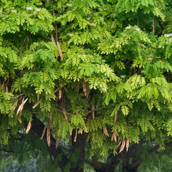 Albizia Lebbeck, Frywood - 0.5 kg Seeds - Image 2