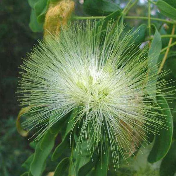 Albizia Lebbeck, Frywood - 0.5 kg Seeds - Image 3
