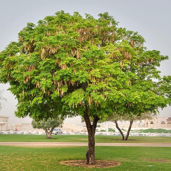 Albizia richardiana - 0.5 kg Seeds - Image 2