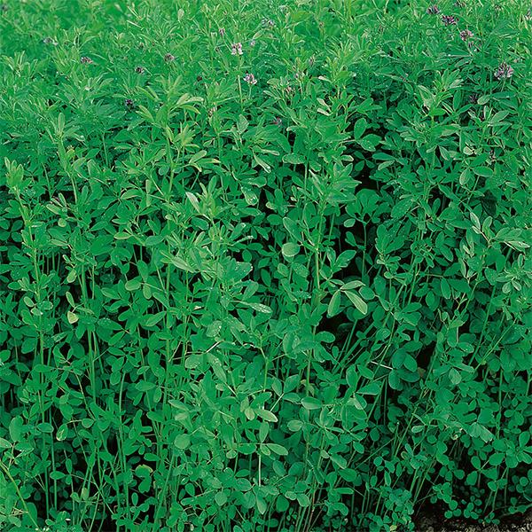 Alfalfa, Lucerne - 0.5 kg Seeds - Image 2