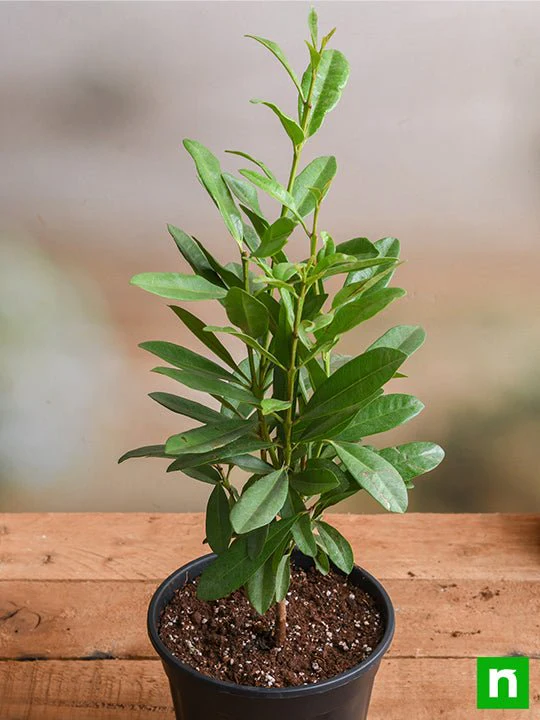 All Spice - Plant - Image 2