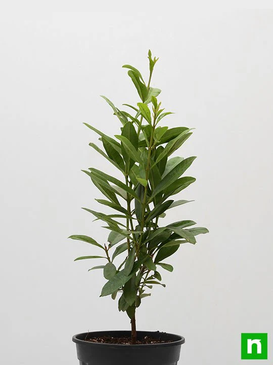 All Spice - Plant - Image 3