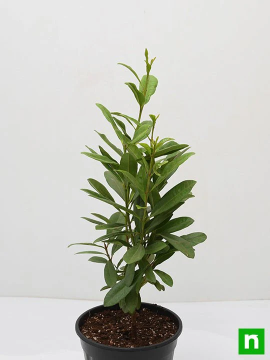 All Spice - Plant - Image 4