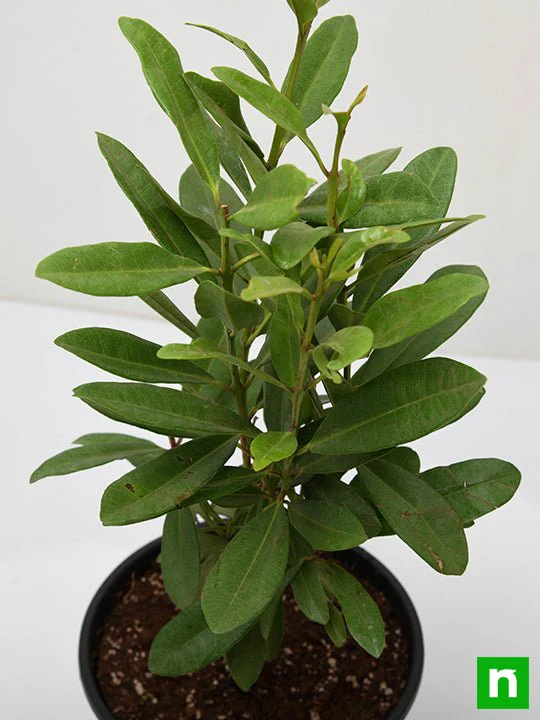 All Spice - Plant - Image 5