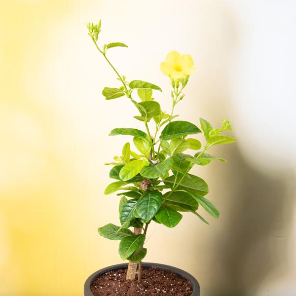 Allamanda Creeper, Pentalinon luteum (Yellow) - Plant - Image 2