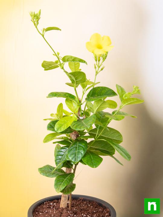 Allamanda Creeper, Pentalinon luteum (Yellow) - Plant - Image 3