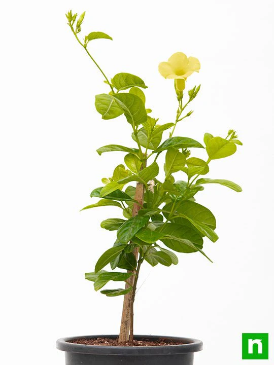 Allamanda Creeper, Pentalinon luteum (Yellow) - Plant - Image 4