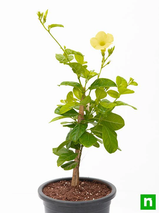 Allamanda Creeper, Pentalinon luteum (Yellow) - Plant - Image 5
