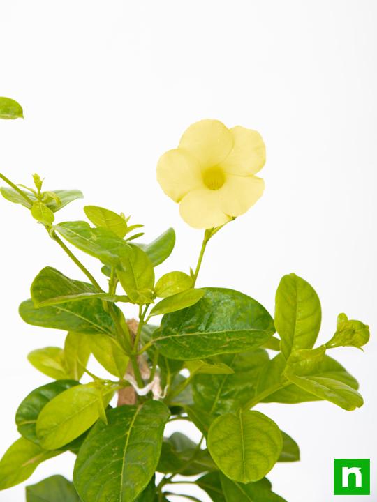 Allamanda Creeper, Pentalinon luteum (Yellow) - Plant - Image 6