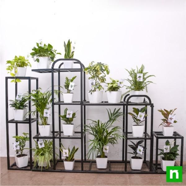 Alluring Indoor Plants on metal stand for indirect light receiving location - Image 2