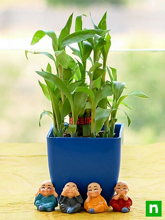 Alluring 2 Layer Lucky Bamboo for AC Office Desk - Image 2