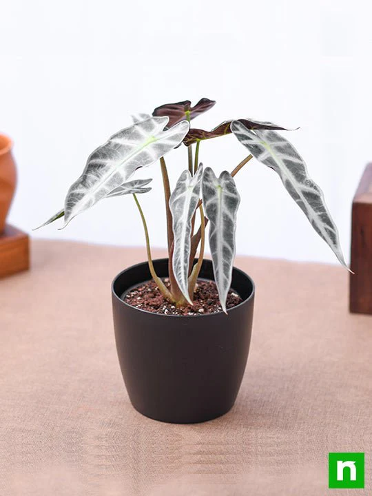 Alocasia Hybrid - Plant - Image 2