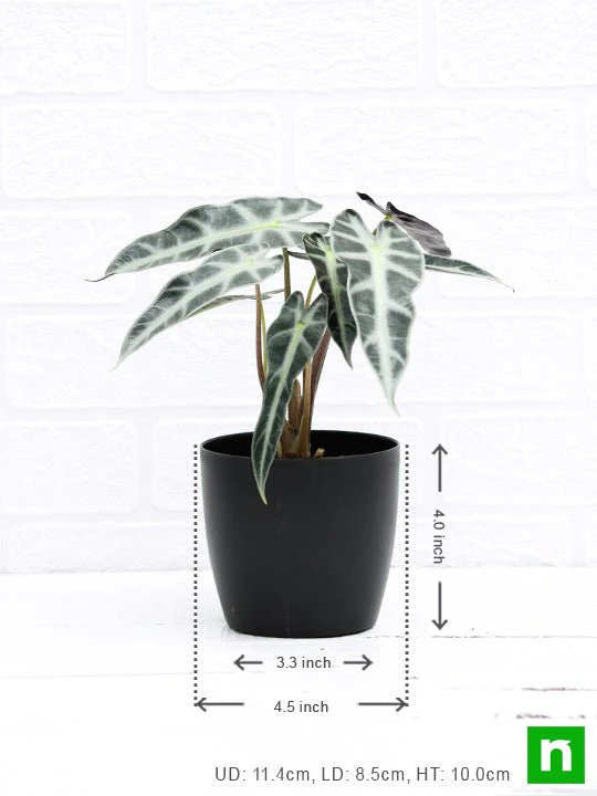 Alocasia Hybrid - Plant - Image 3