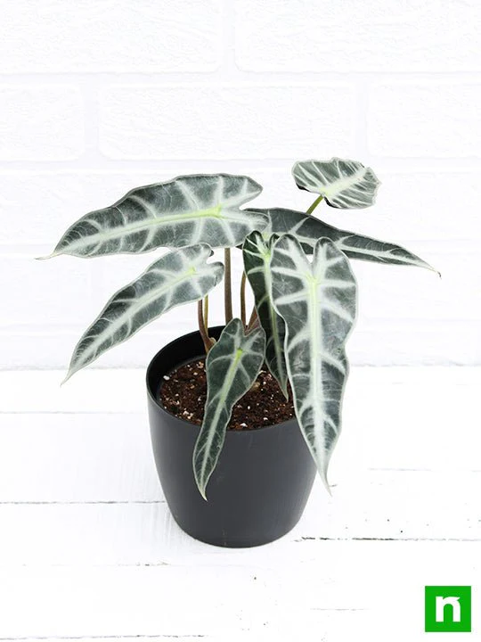 Alocasia Hybrid - Plant - Image 4