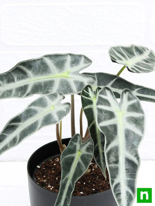 Alocasia Hybrid - Plant - Image 5