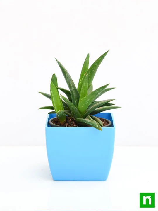 Aloe barbadensis vera - Succulent Plant - Image 3