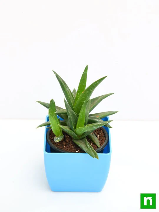 Aloe barbadensis vera - Succulent Plant - Image 4