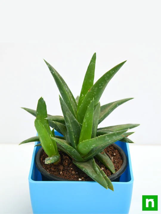 Aloe barbadensis vera - Succulent Plant - Image 5