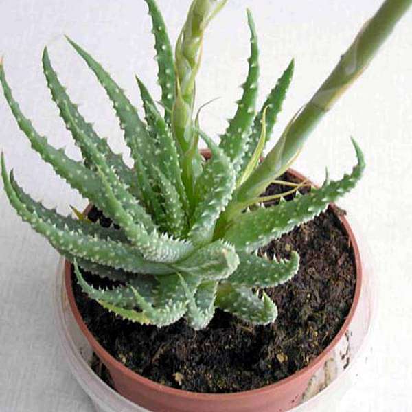 Aloe humilis - Succulent Plant - Image 3