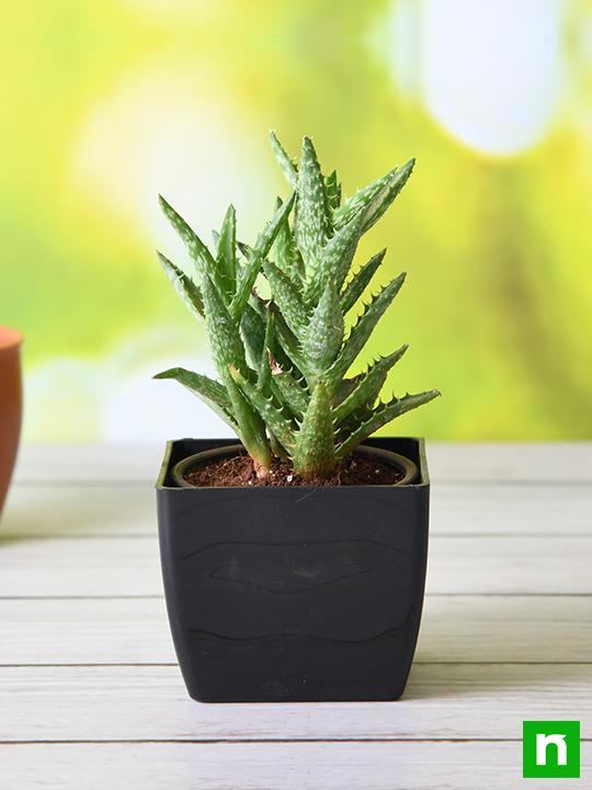 Aloe juvenna - Succulent Plant - Image 2