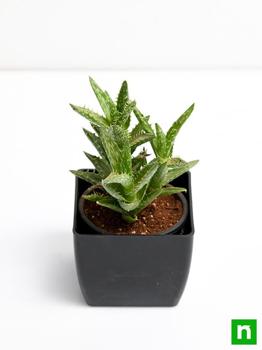 Aloe juvenna - Succulent Plant - Image 4