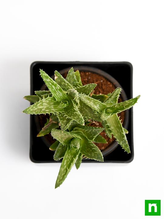 Aloe juvenna - Succulent Plant - Image 5
