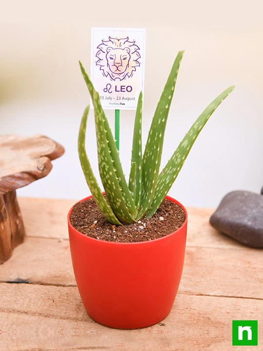 Aloe vera for Leo or Singh Rashi - Plant - Image 2