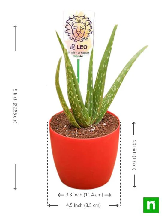 Aloe vera for Leo or Singh Rashi - Plant - Image 3