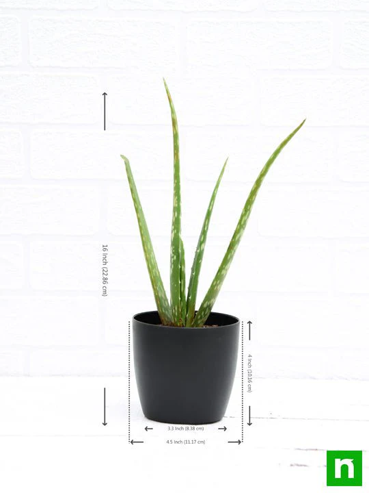 Aloe vera - Succulent Plant - Image 2