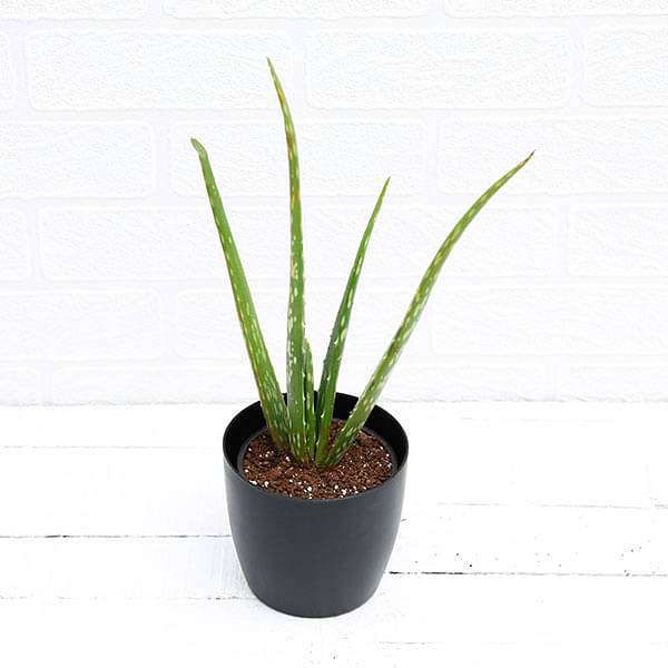 Aloe vera - Succulent Plant - Image 3