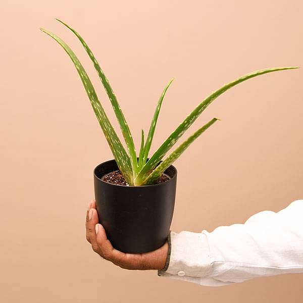 Aloe vera - Succulent Plant - Image 4