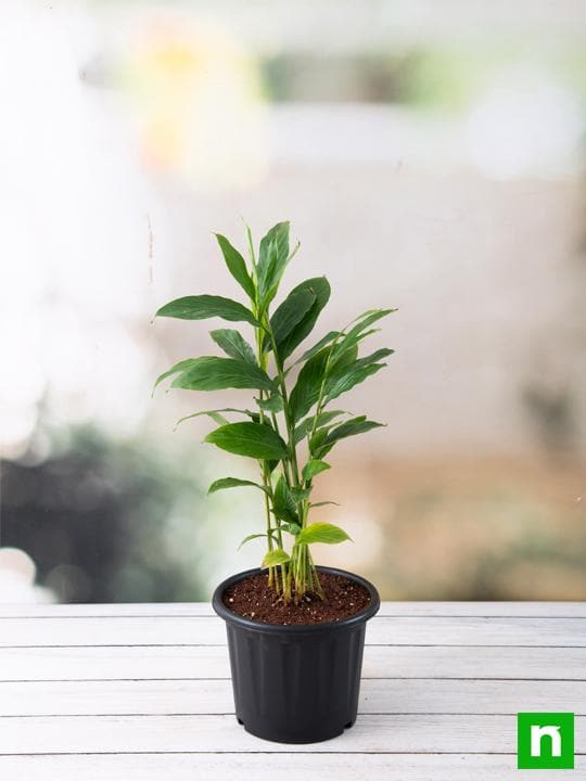 Alpinia Purpurata, Red Ginger - Plant - Image 2