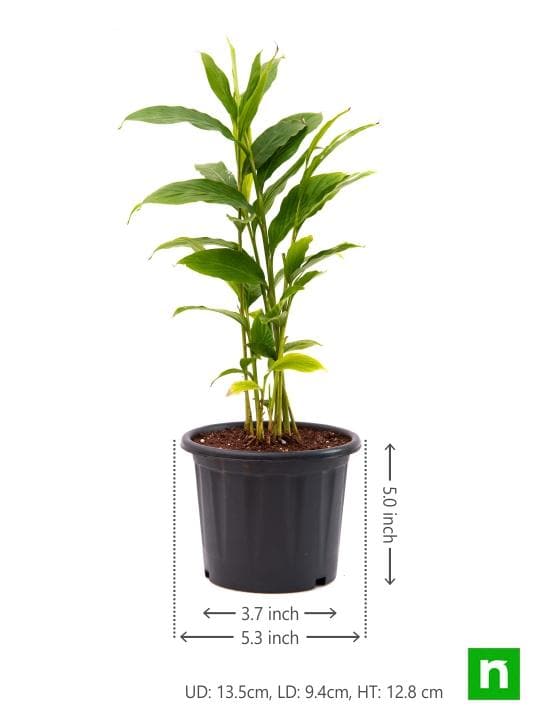 Alpinia Purpurata, Red Ginger - Plant - Image 3