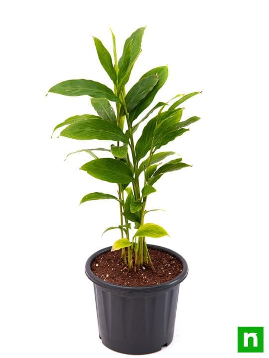 Alpinia Purpurata, Red Ginger - Plant - Image 4