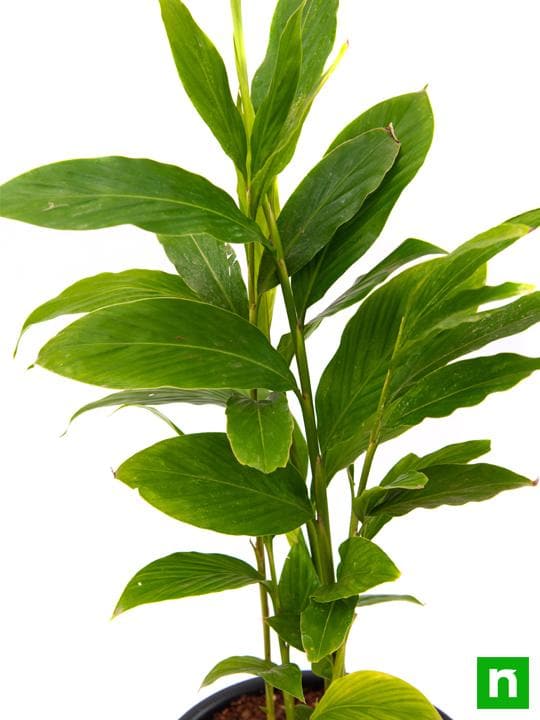 Alpinia Purpurata, Red Ginger - Plant - Image 5