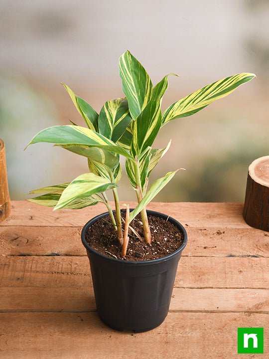 Alpinia Purpurata Variegated - Plant - Image 2